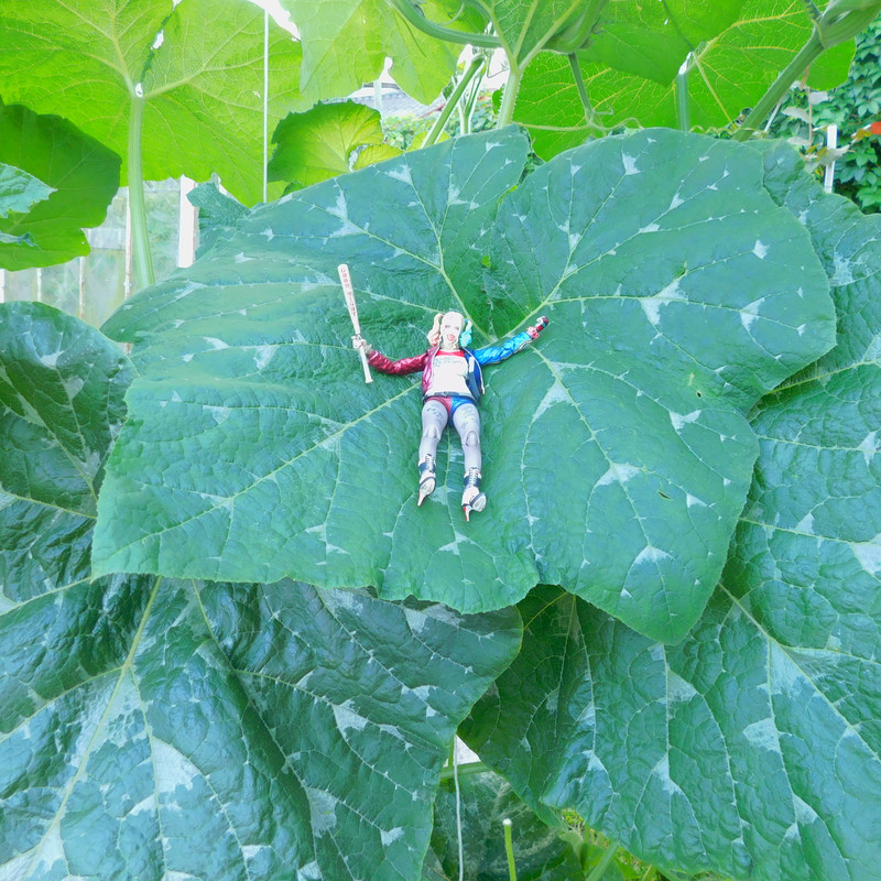 Дачно-Харлинский июнь-июль 2024 362