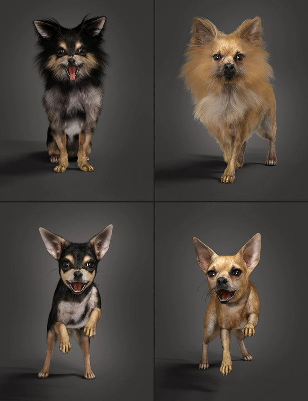 Chihuahua for Daz Dog 8 Penelope and Zorro Add-on