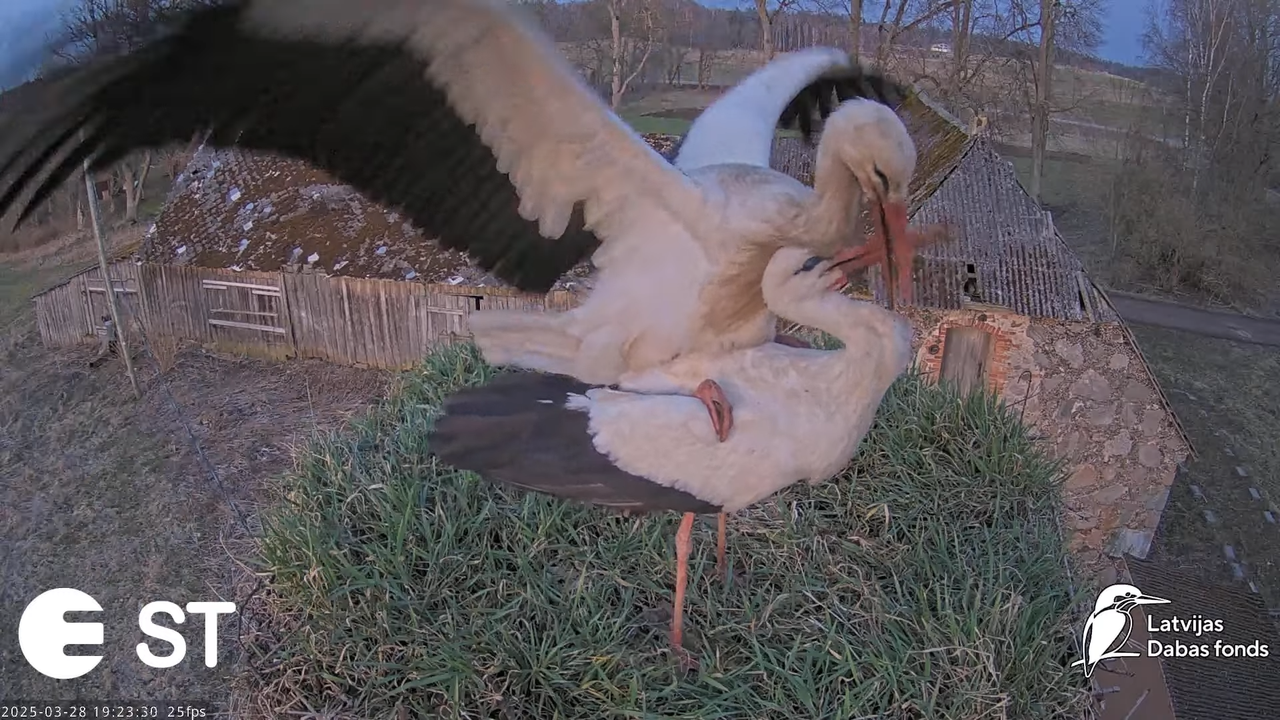 (16) Baltie stārķi (Ciconia ciconia) Tukuma novadā __ White storks in Tukums, Latvia - YouTube - 872