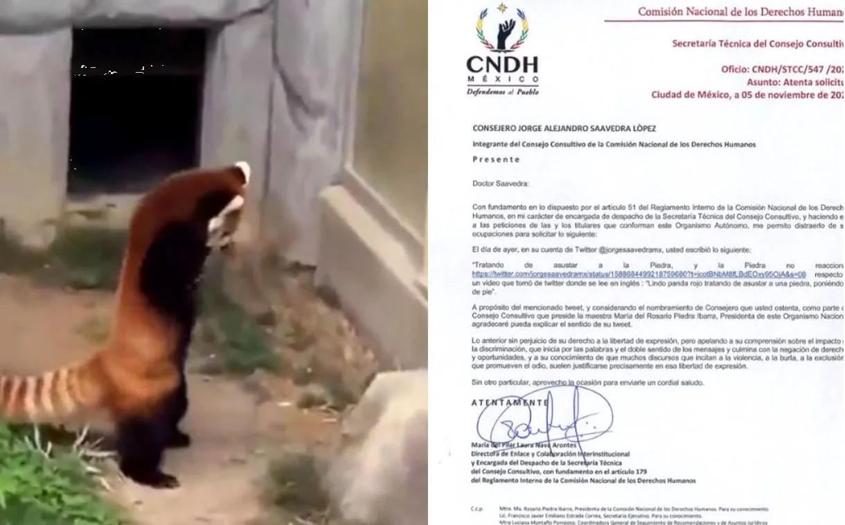 CNDH envió un oficio a Saavedra por video de panda asustado una piedra
