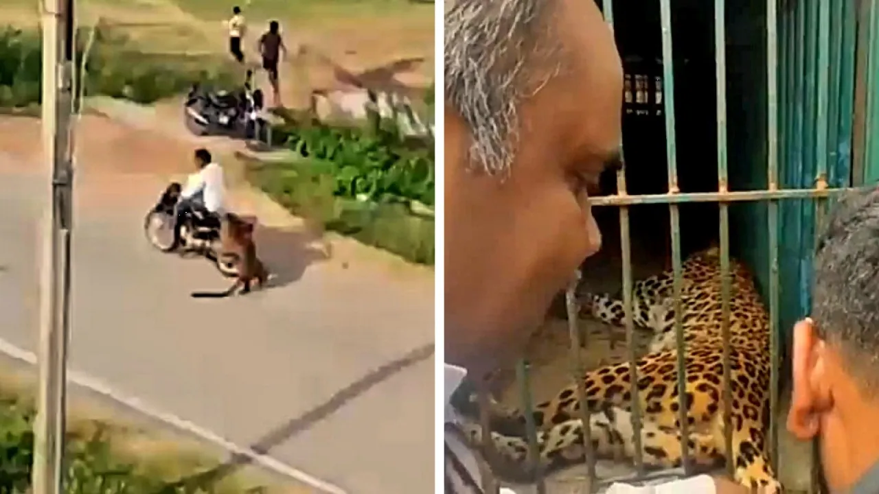 Leopardo por poco se come a motociclista que transitaba por la calle