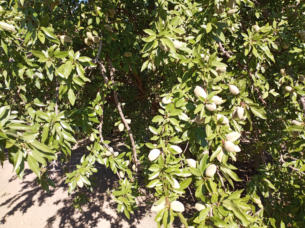 [Image: 9-Almond-Orchard-Along-I5-San-Joaquin-Valley3.jpg ]