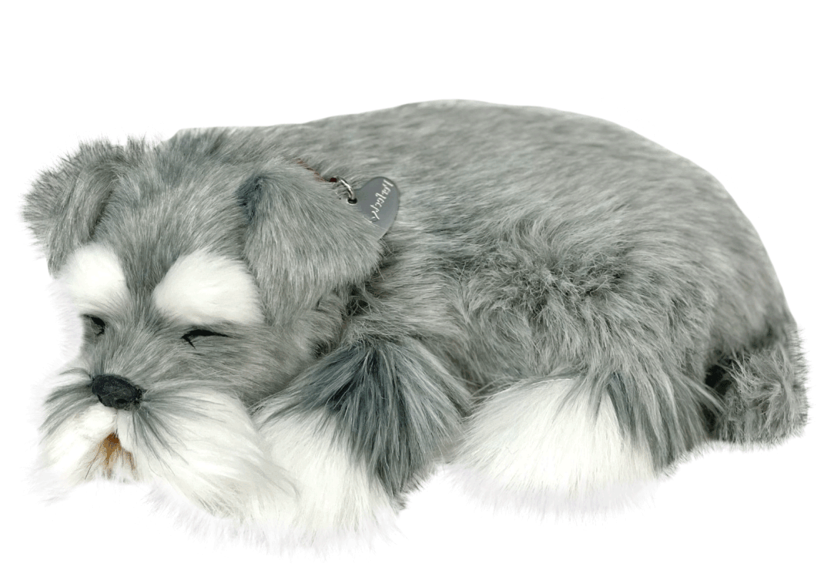 sleeping schnauzer