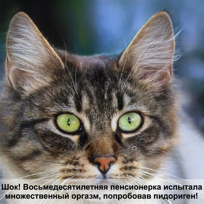 почему коты боятся огурцов