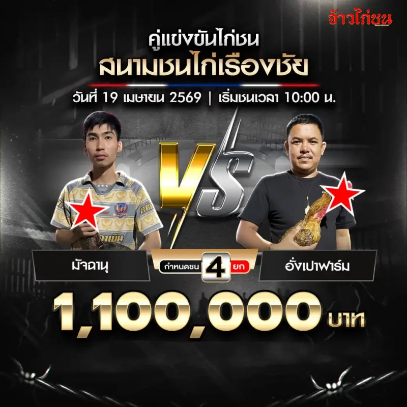 มัจฉานุ vs อั่งเปาฟาร์ม สนามชนไก่เรืองชัย 19 เมษายน 2569