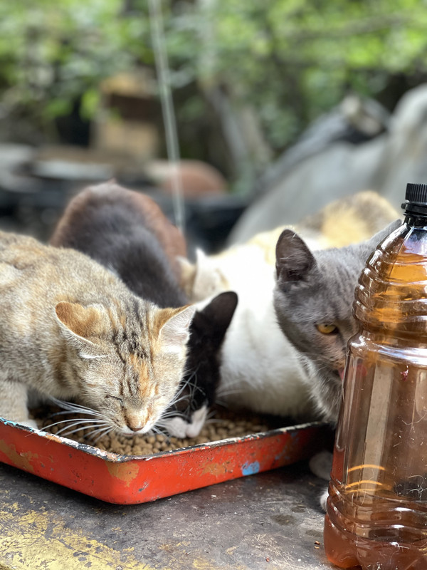 D15FFE8A-FFC7-4A65-8399-F5A5B7A45FDE