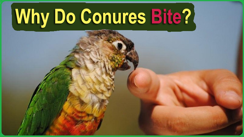 Do Conures Bite