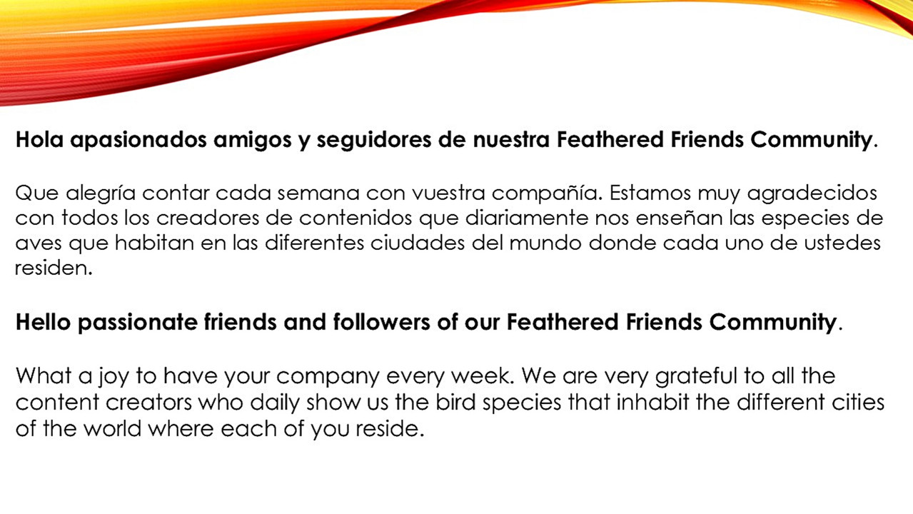 74 consecutive weeks choosing images of birds