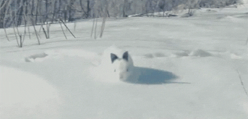 https://i.postimg.cc/fLt0xBDX/Cute-white-bunny-in-snow-funny-animals.gif