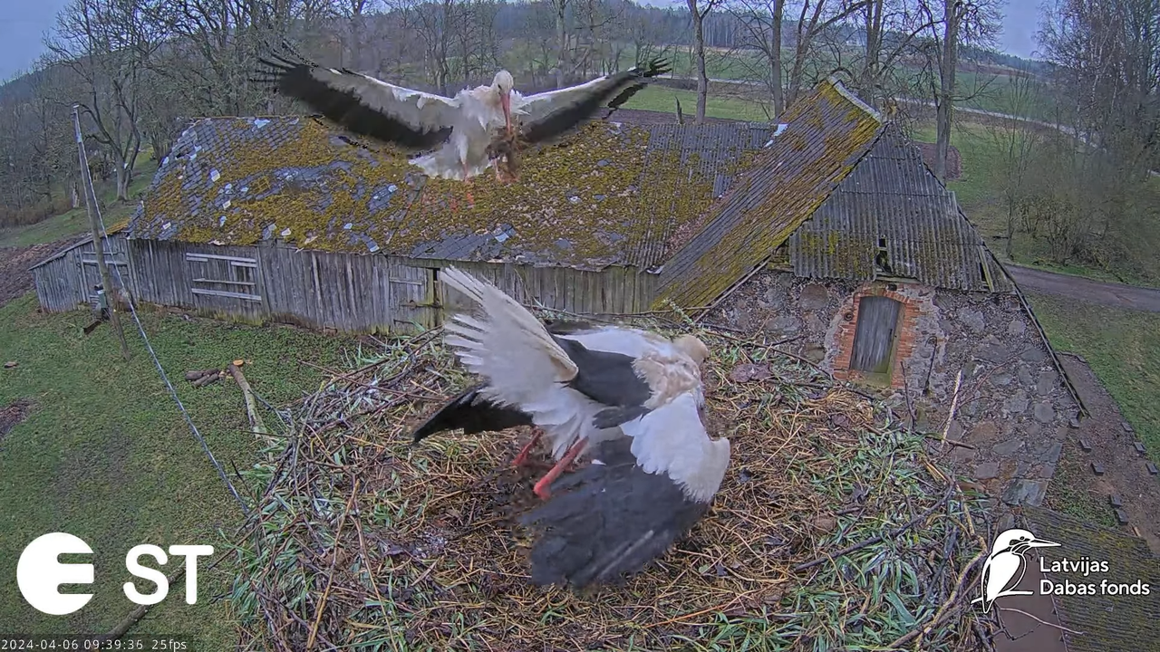 Baltie stārķi (Ciconia ciconia) Tukuma novadā - LDF tiešraide __ White storks in Tukums, Latvia 12-4