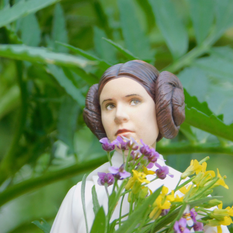 Дачно-Харлинский июнь-июль 2024 219