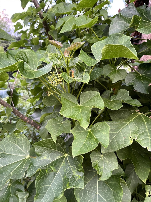  Physic nut﻿, Barbados nut