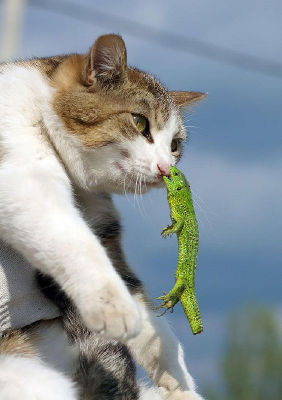 cat-fail-07-1