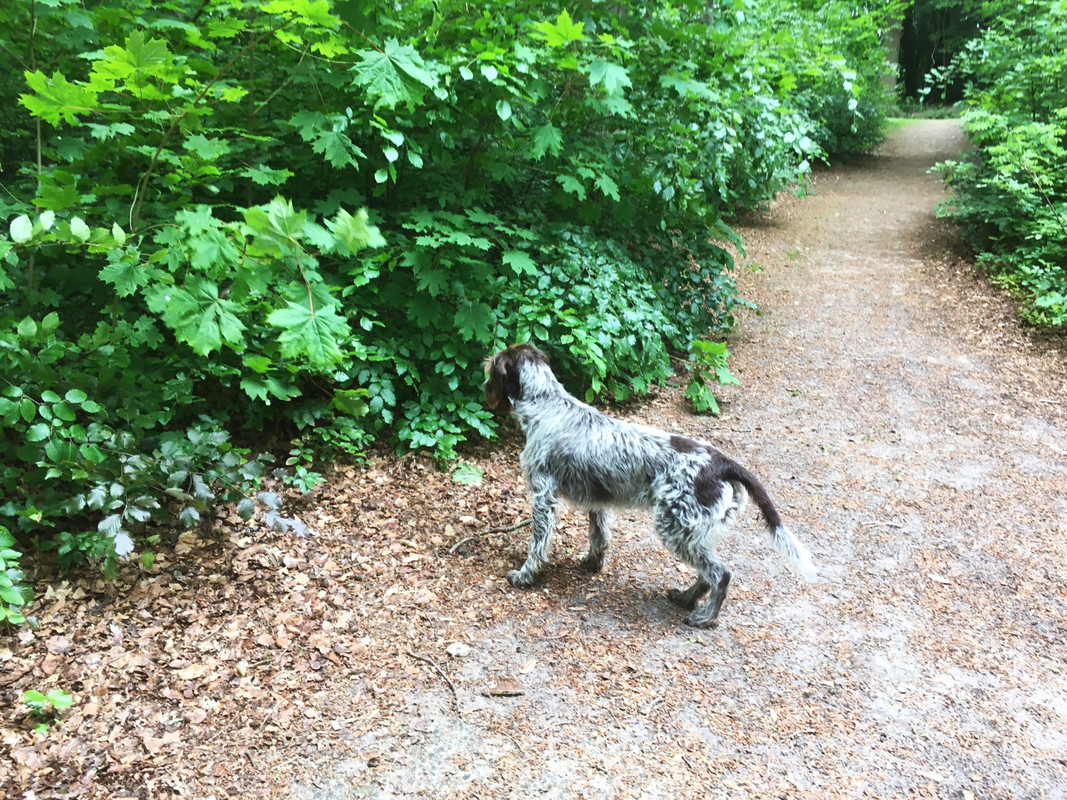 2023-27-05 Wat ruist daar ... IMG_2334 (002)