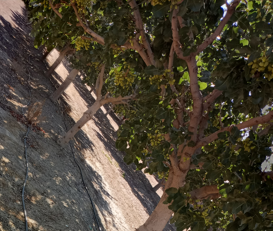 [Image: young-Pistachio-Trees.png]