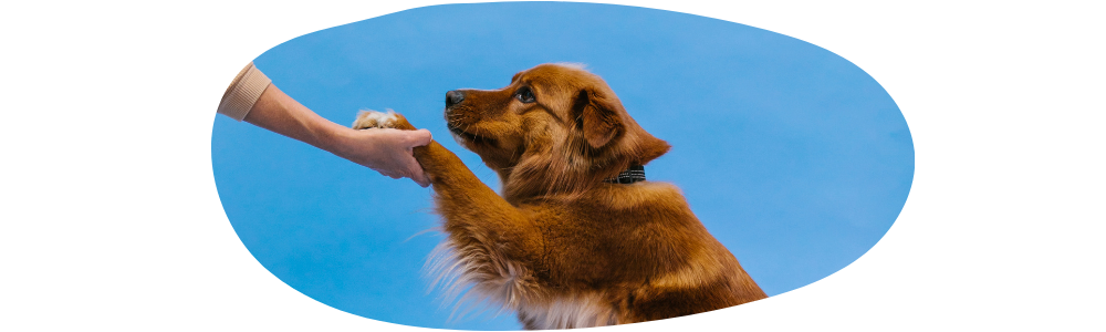 Die Kunst des Hundetricks: Fortgeschrittene Techniken, mit denen du deinem Hund ausgefallene Tricks beibringen kannst