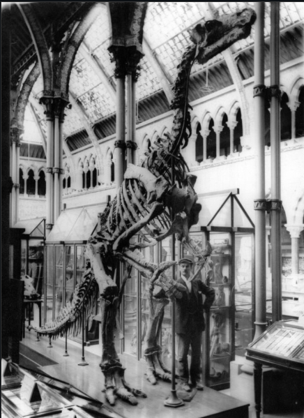 Cast of an Iguanadon Skeleton from 1897 photo from 1930's this Iguanodon skeleton still sits at the Brussels Museum of Natural Science in Begium a century later