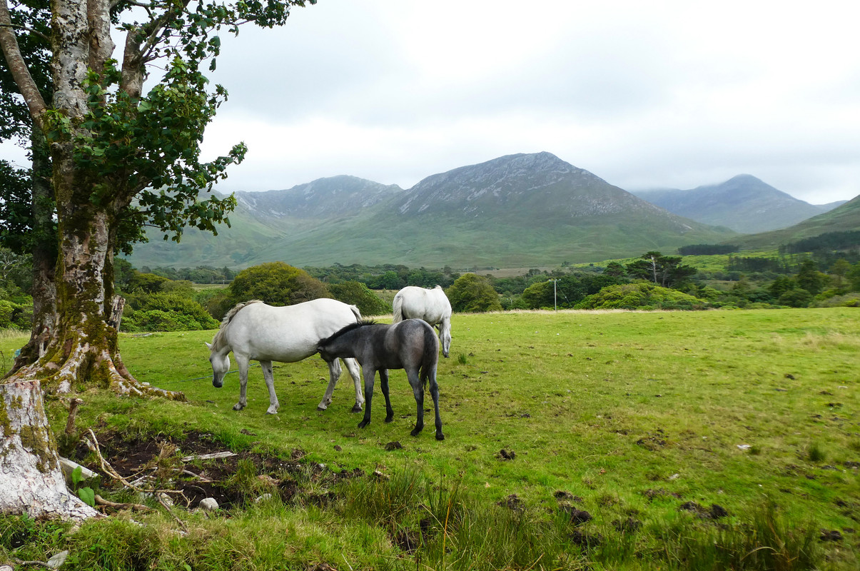 DÍA 9 – Kylemore Abbey – Upper Sky Road - 10 días por Irlanda en verano de 2024 (16)
