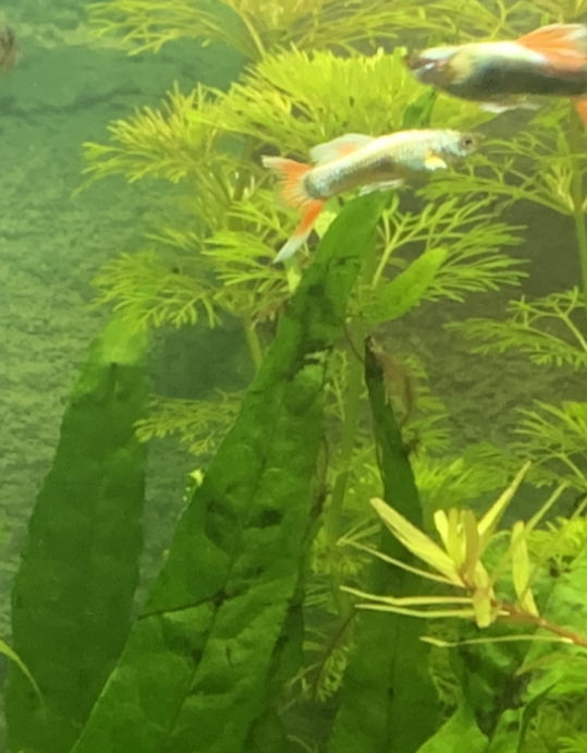 A3CE133E-DEFA-4499-8710-7CEA8C4E5AD8