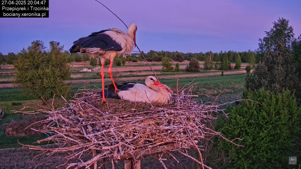 27042025bociany25