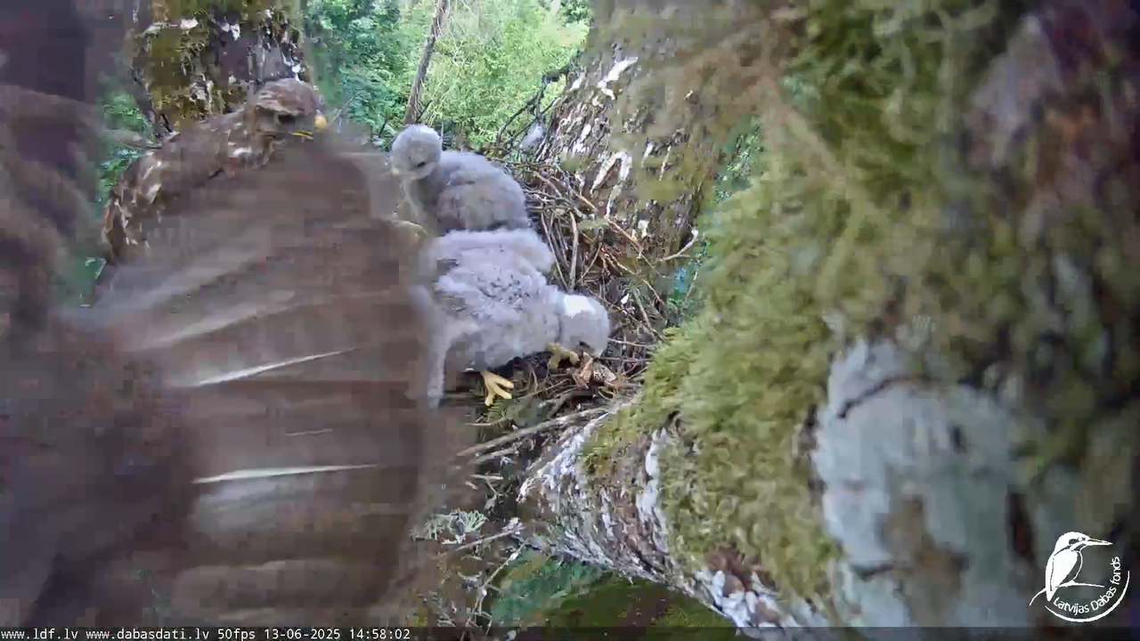 Melnās klijas (Milvus migrans) Kurzemē_ peļu klijāni (Buteo buteo) 10-50-57 screenshot