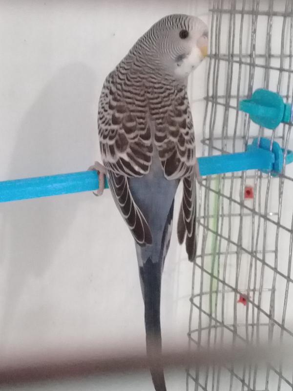 صورة