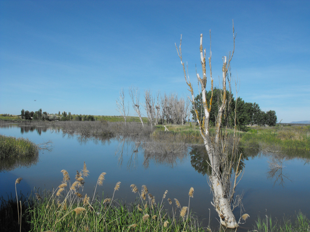 Tablas-de-Daimiel-04