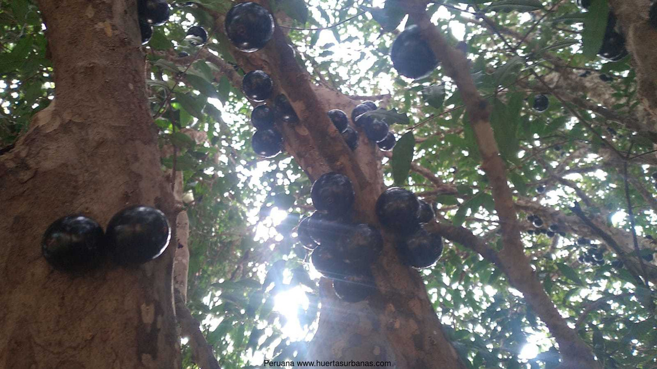 Huertasurbanas_com-5.jpeg-20220921_111617Peruana