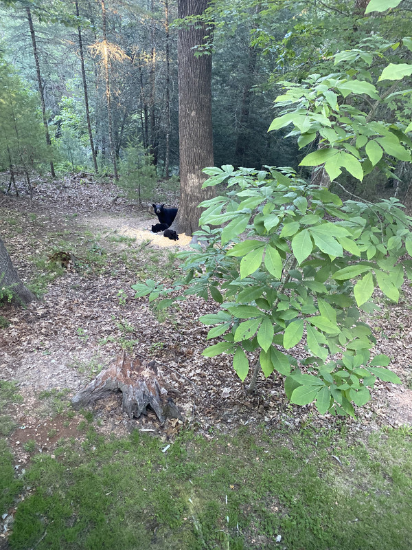 Bears in the Deer Feeder 24hourcampfire