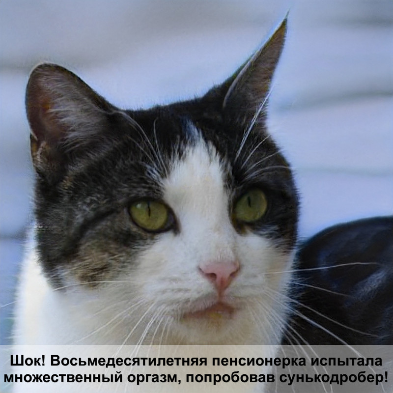 домашние кошки тигрового окраса