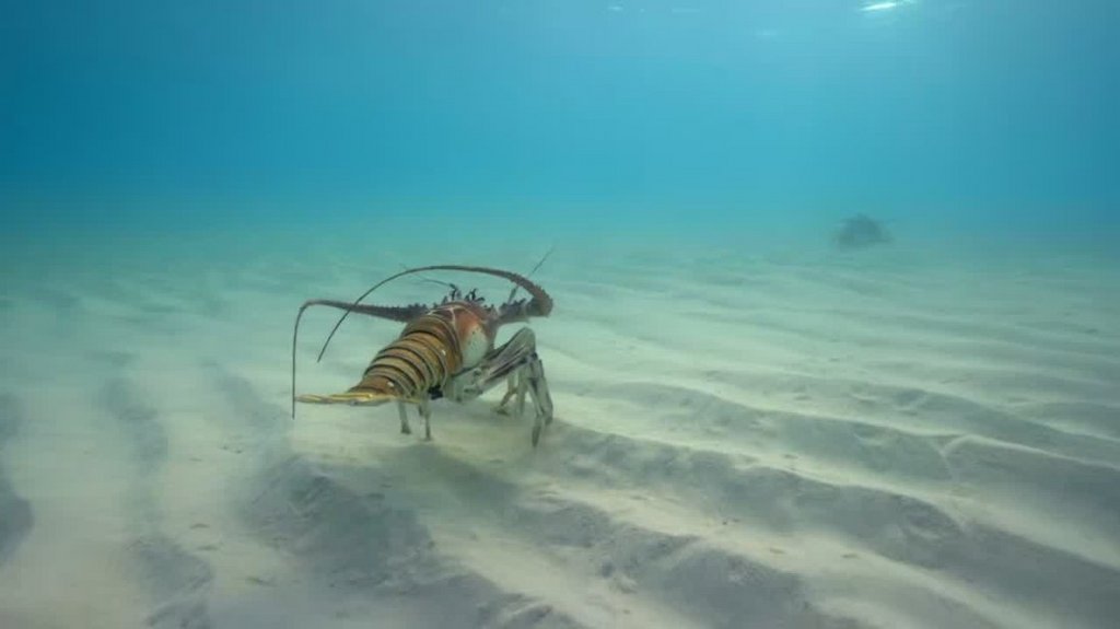 [Image: o30wdf61olxk.jpg]