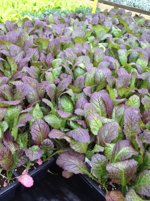 Healthy vegetable starts