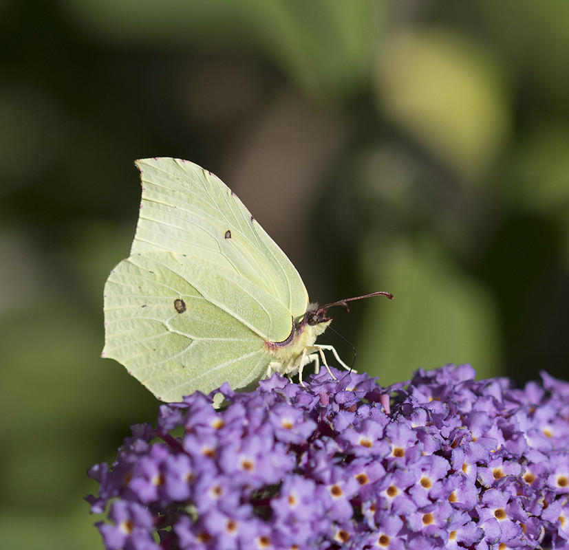 citroenvlinder 164A9522