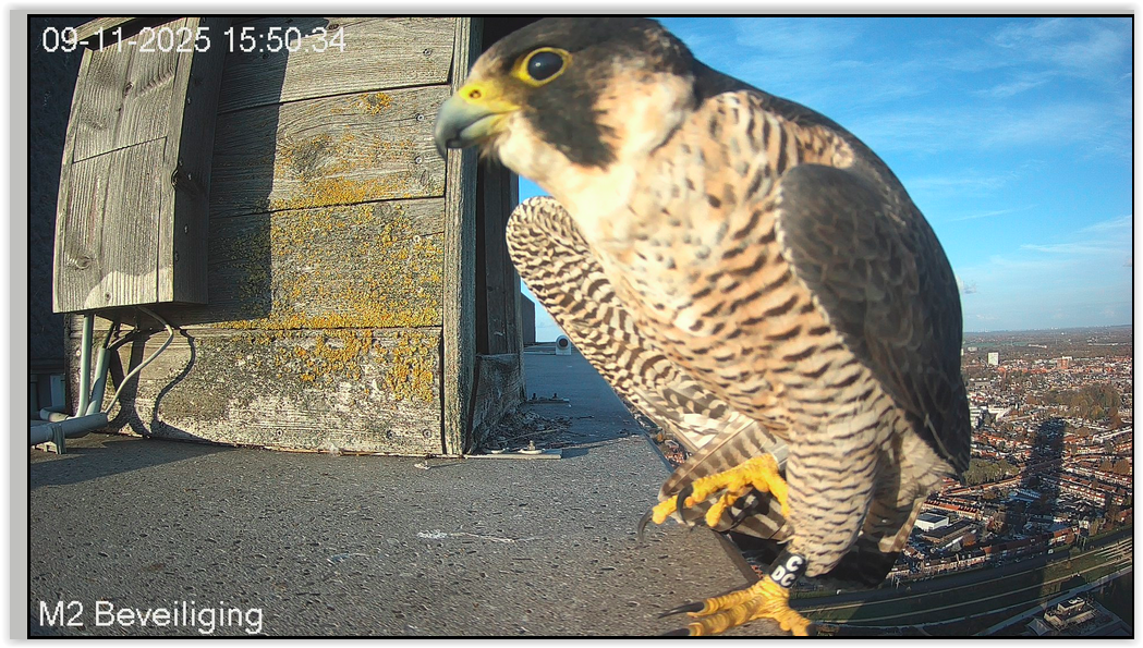 Screen Shot 11 09 25 at 03 50 PM 001