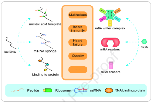 m6A修饰在肿瘤相关lncRNAs的调控和功能中的作用-3.png