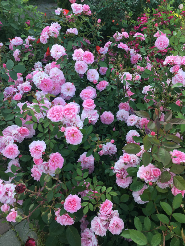 8241368E-FBD2-4C7C-8482-CA4FD5239A6C