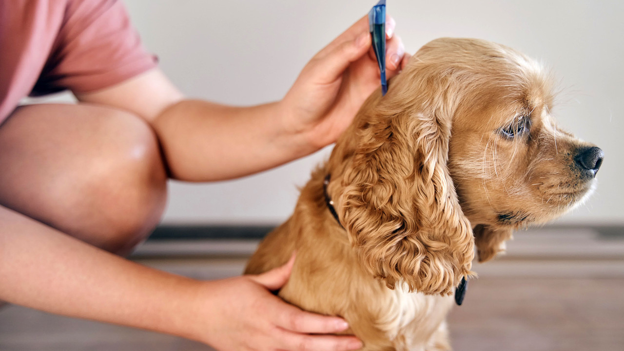 Hot Spot Home Remedy For Dogs