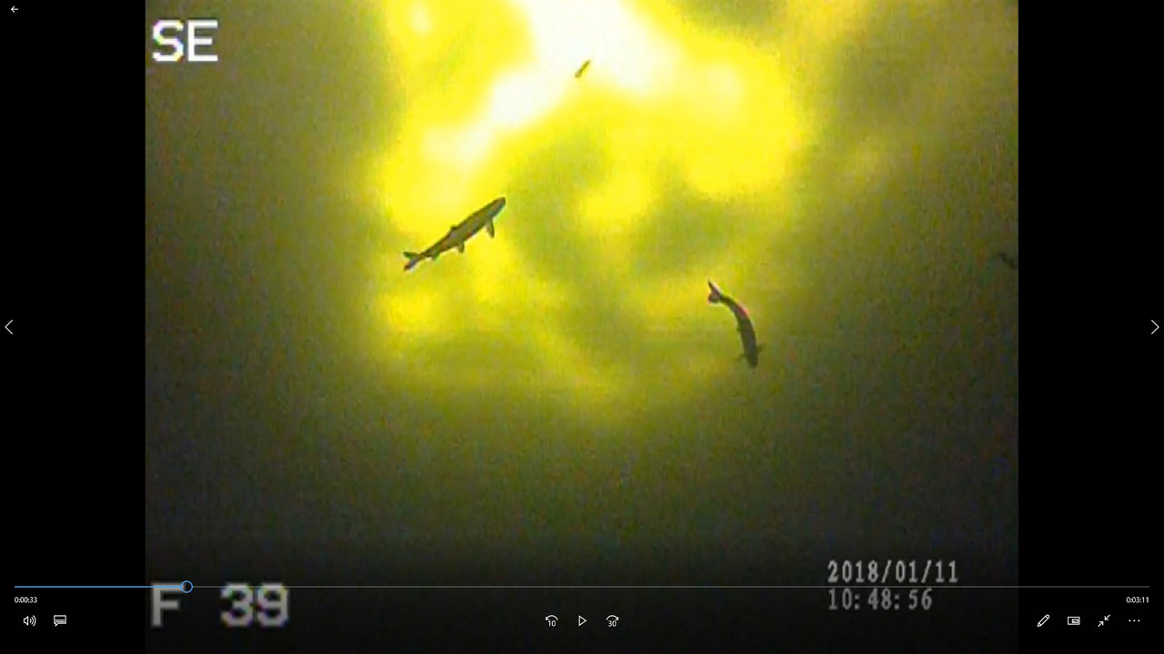 trout