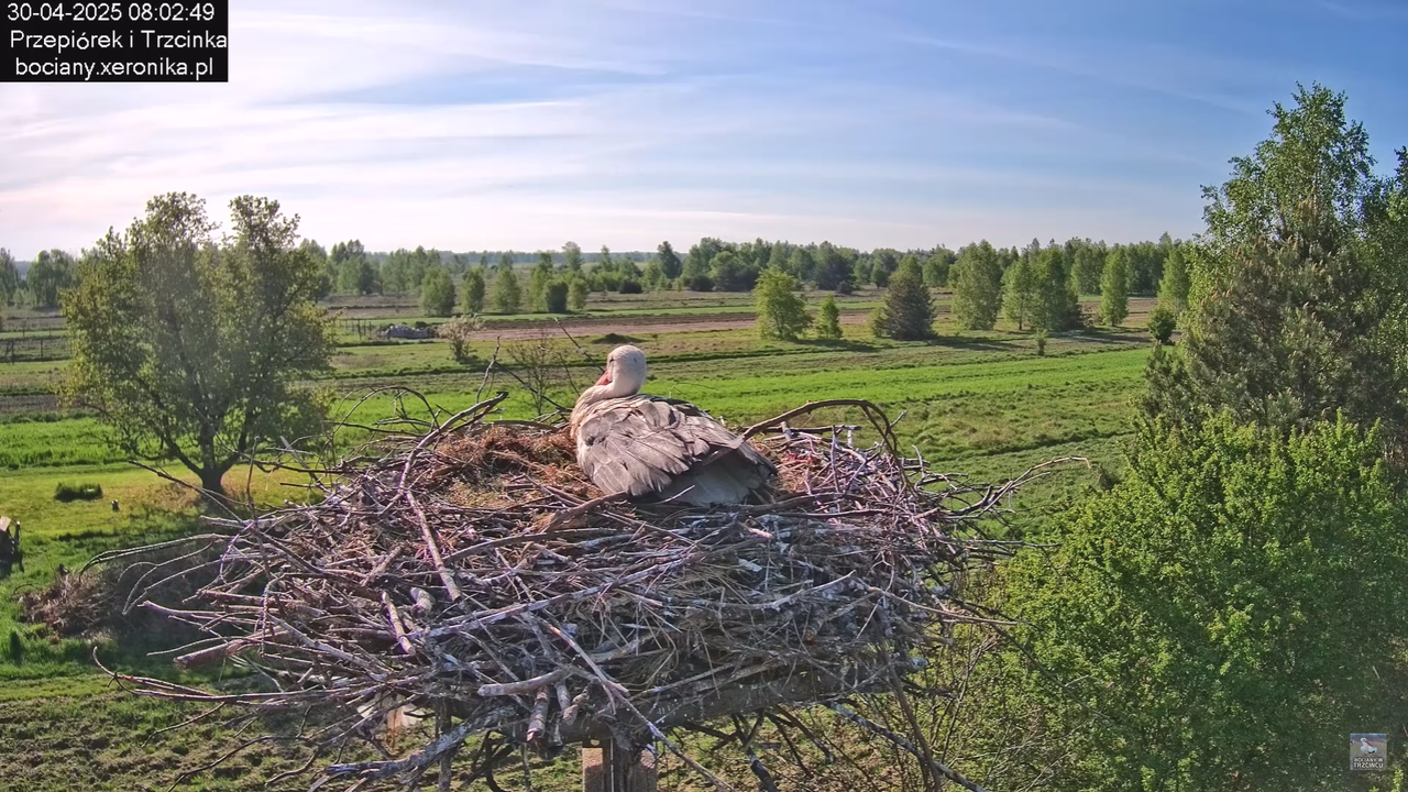 30042025bociany_5