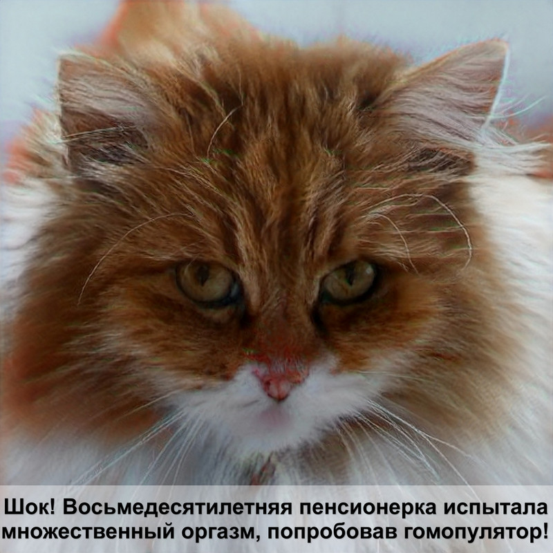 сколько лет живут сиамские кошки