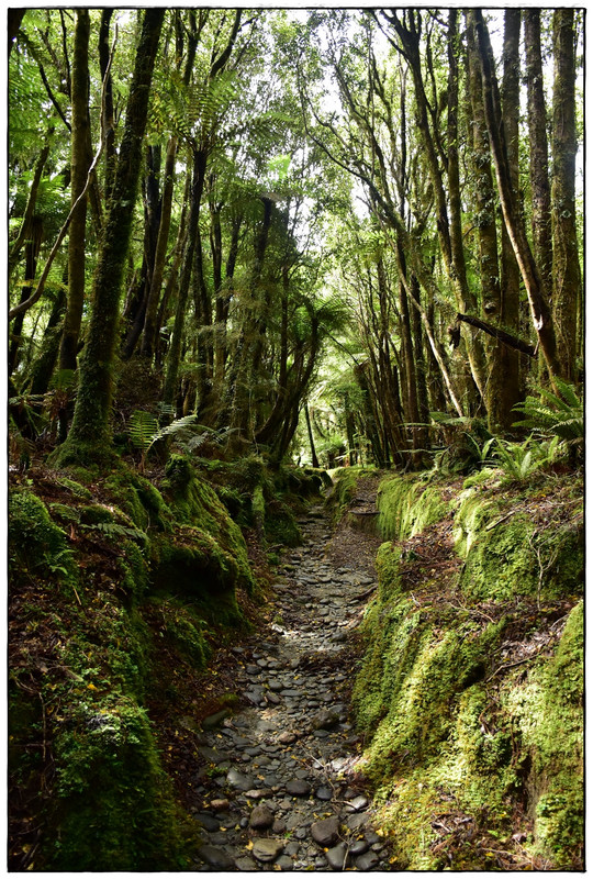 West Coast: Copland Track (diciembre 2021) - Escapadas y rutas por la Nueva Zelanda menos conocida (6)