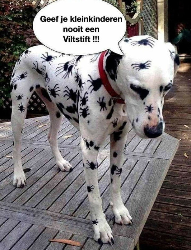 hond
