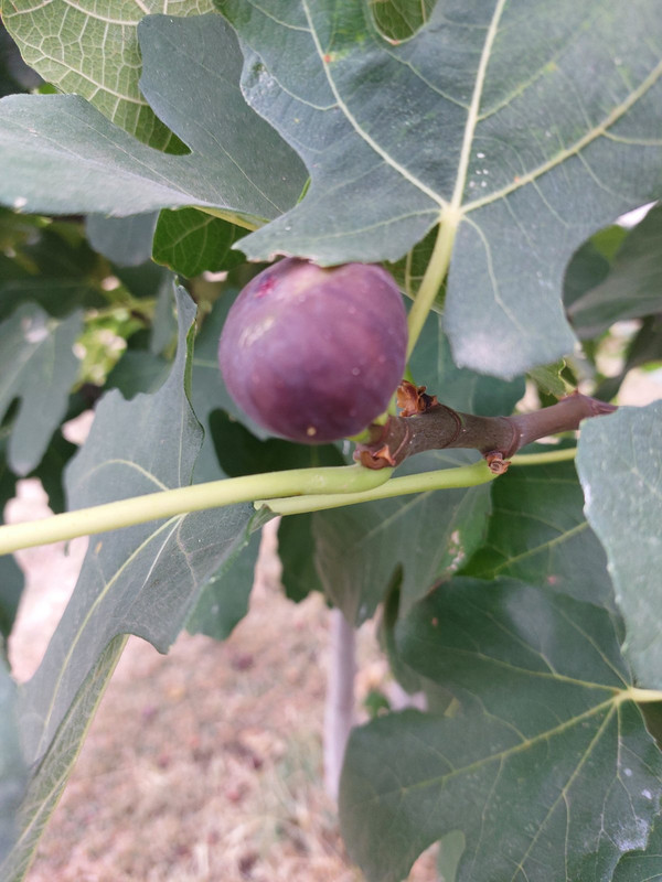 0-02-05-e441d9435f4f8c18444bfc89828f0623e18a4c1808200e95bc83d03bd47b2c3c_a63111cde7280c1e