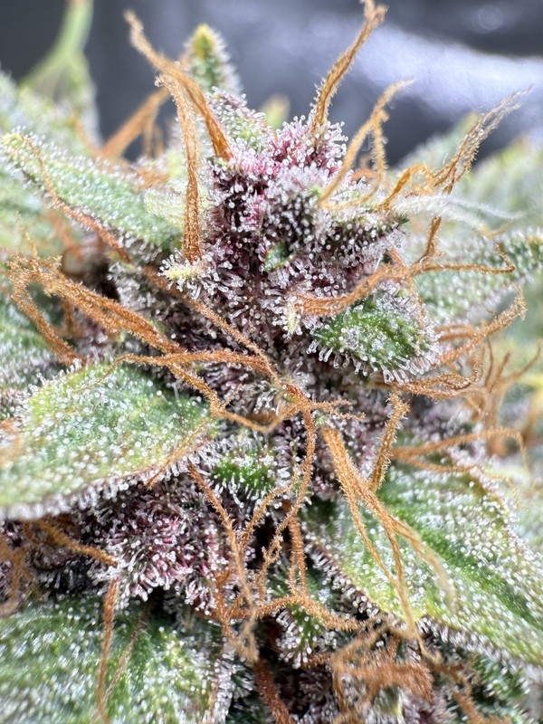 FCE28357-DFAF-4975-9C6E-6EFD7E3A3EE0