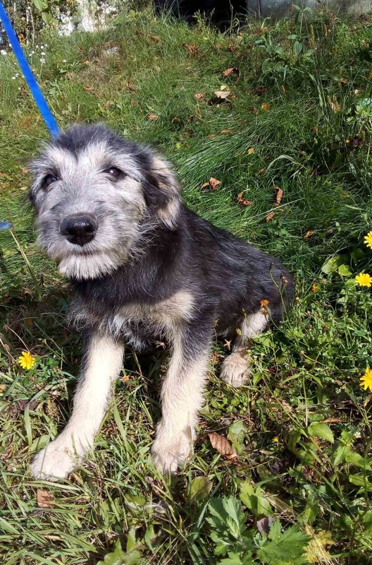 Barba black Svisloch 2