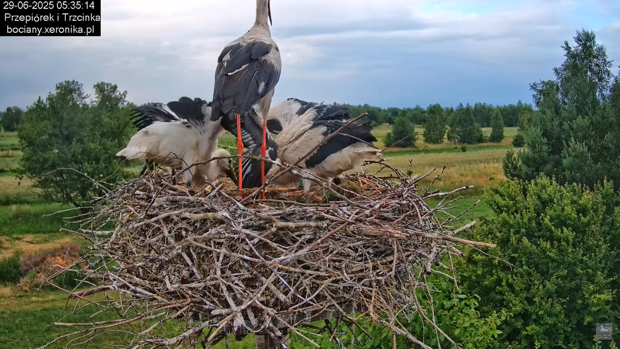 29062025bociany16