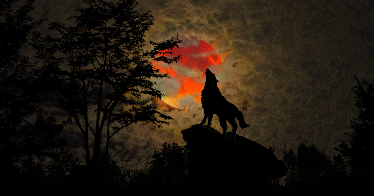 [Image: placidplace-wolf-7105071.jpg]