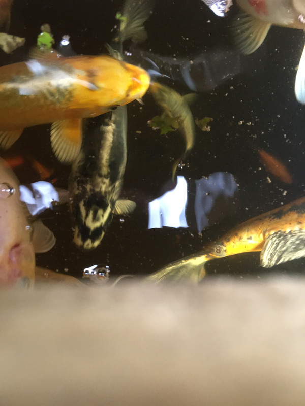 9BCF26BA-B0B7-45F1-9567-56CF04C0AF06