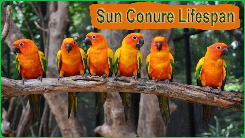 Sun Conure Lifespan