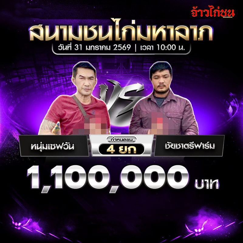 โปรแกรมไก่ชน คู่เด่น หนุ่มเซฟวัน พบ ชัยชาตรีฟาร์ม สนามชนไก่มหาลาภ 31 มกราคม 2569